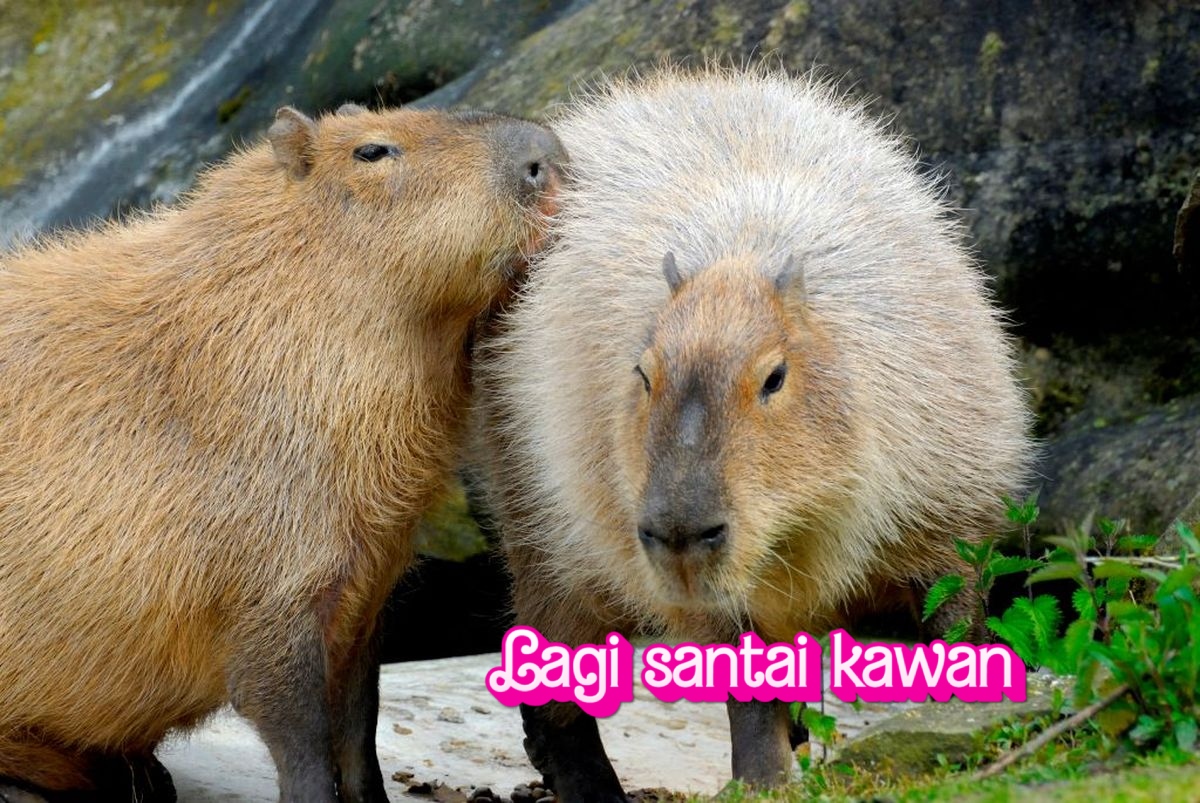 Serunya Hidup Capybara Bersama Hewan-Hewan Lain